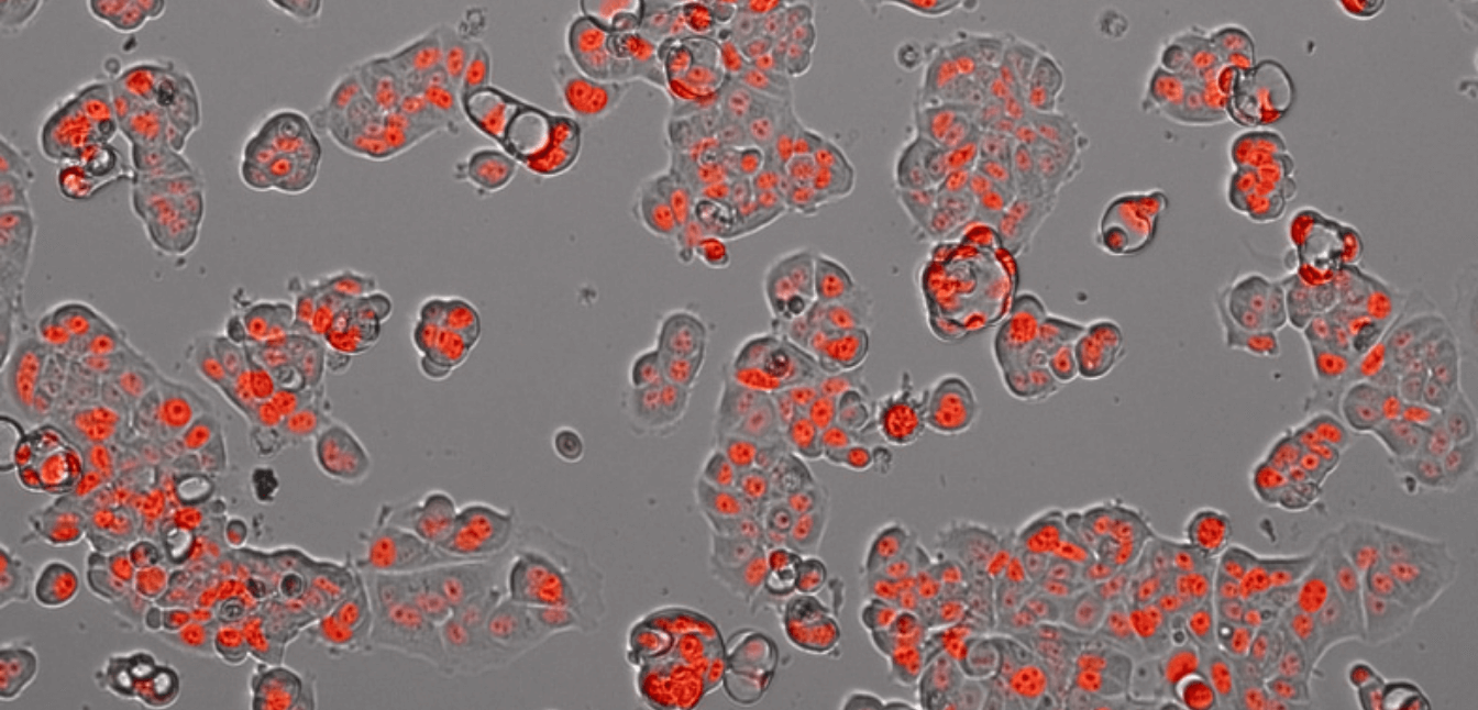 Discover cellular insights - animation