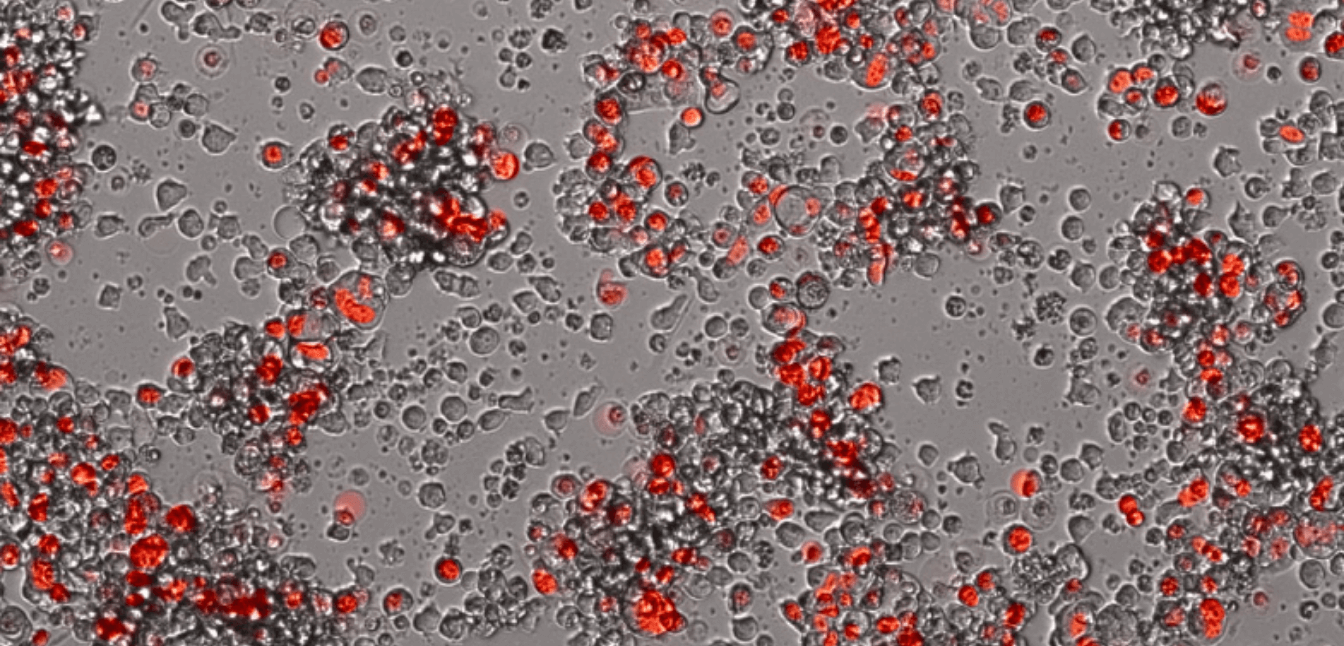 Discover cellular insights - animation