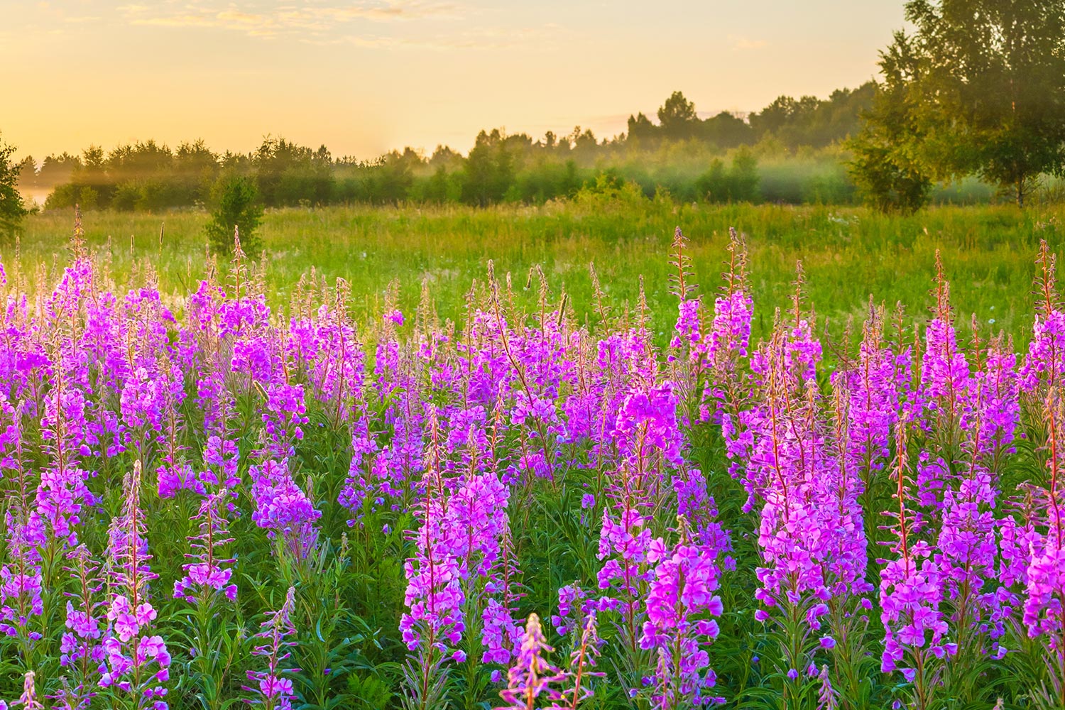 Agilent 8850 气相色谱仪：安捷伦气相色谱仪进化论：可靠依旧，精巧新生 | Agilent