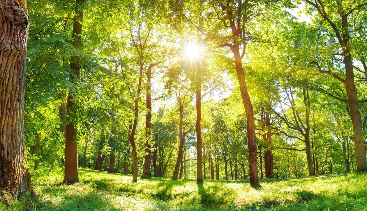 Green forest lit up by the sun