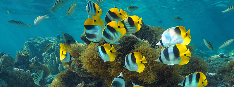 Agilent Microplastics User Group | Agilent