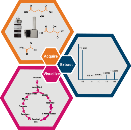 Metabolic flux analysis