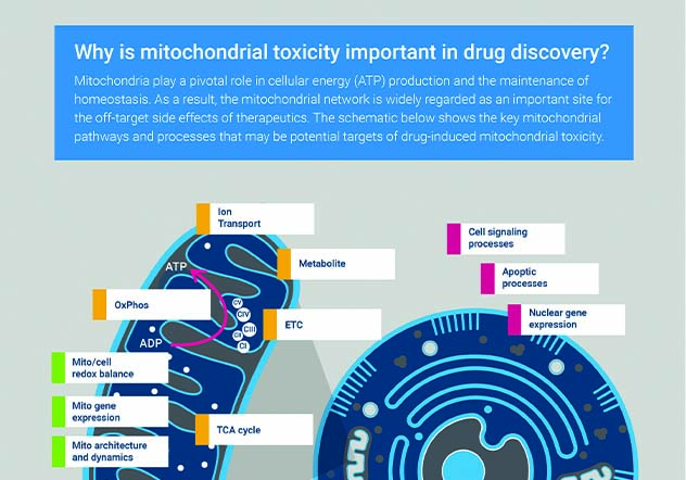 Mitochondrial Toxicity Infographic 