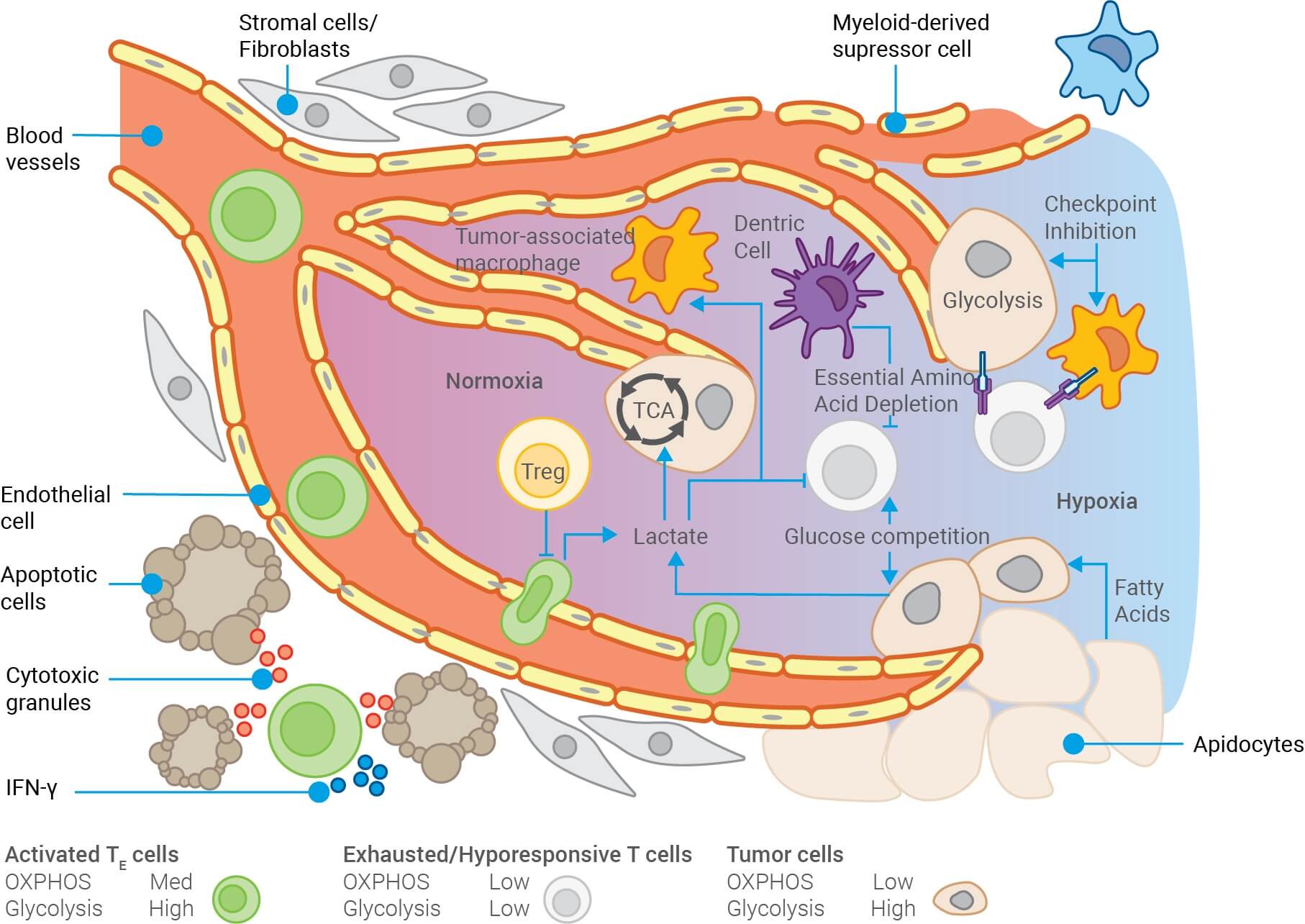 Uncover cancer metabolism - screenshot