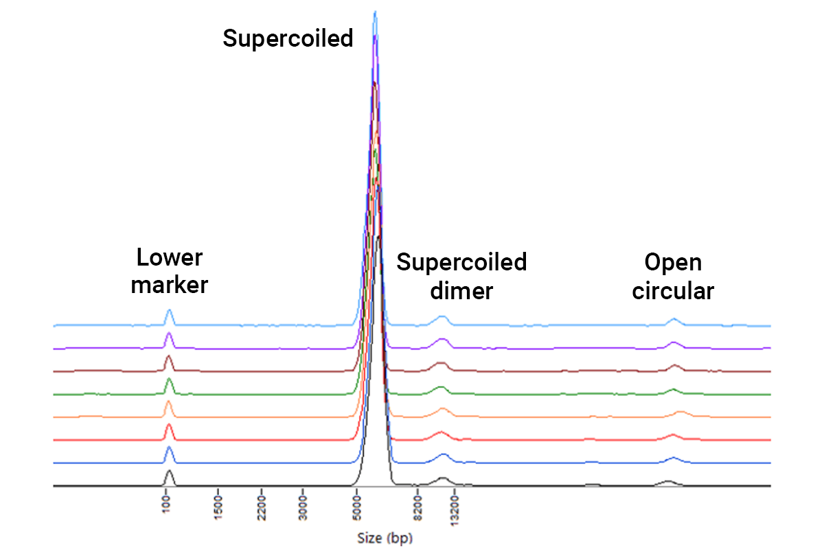 Plasmid isoform separation electropherogram.