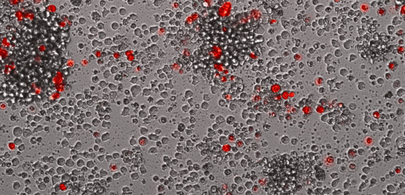 Discover cellular insights - animation