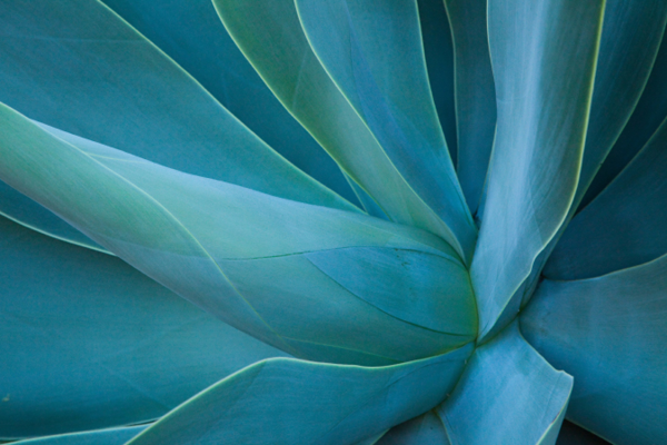 AGAVE	