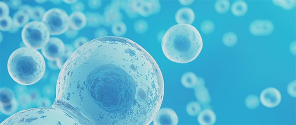 Stem Cell Header