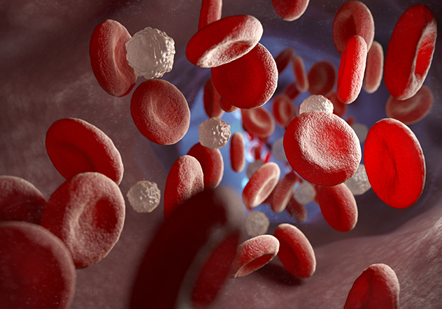cardiomyocyte maturation
