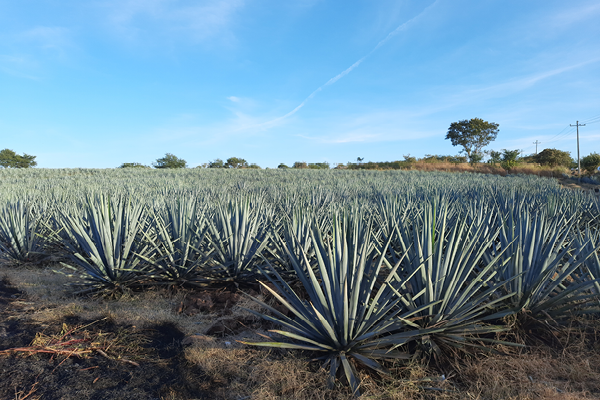 agave