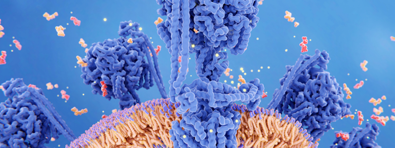 immunology cells