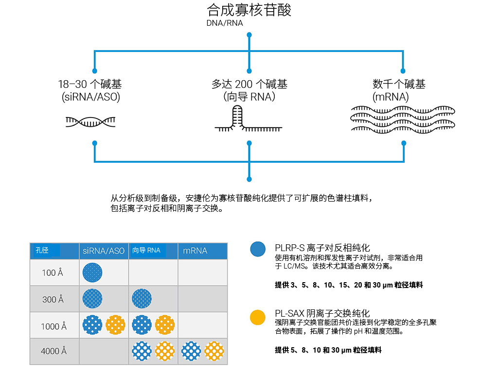 寡核苷酸信息图